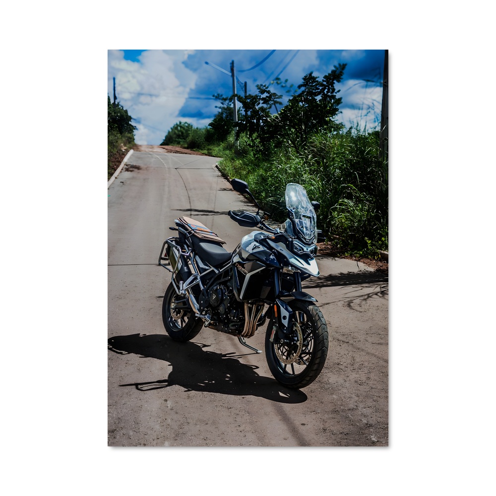 Poster Félidé Éblouissant 900